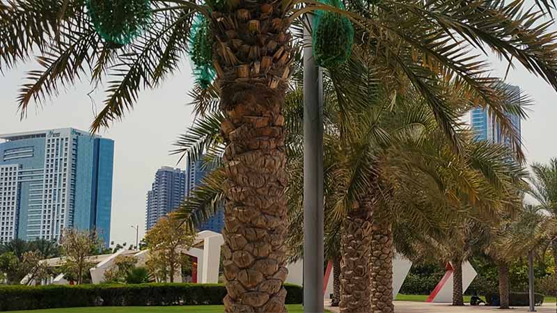 gateway-palm-trees-bearing-dates-covered-in-green-sack