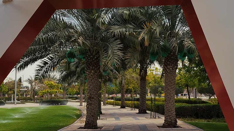 date-palms-and-water-sprinklers-on-gateway-park-grass