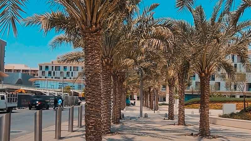 palm trees outside Oasis 1